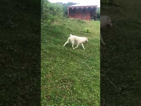 აფთარა  ქართული ნაგაზი . Georgian shepherd dog . Грузинская горная собака .